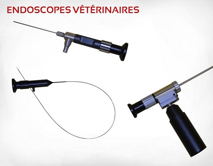 Location d'endoscopes vétérinaires